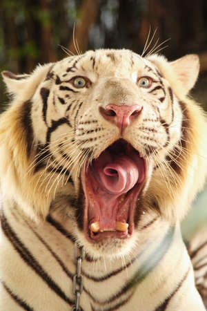 the white tiger yawn in the afternoonの写真素材