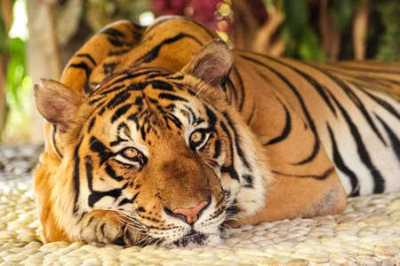 the tiger sleep on the pebbles, thailandの写真素材