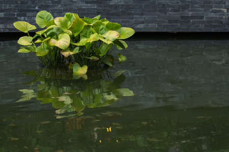 reflection of Alocasia lindenii in the pondの写真素材