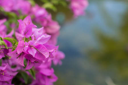 the magenta bougainvillea in the fresh natureの写真素材