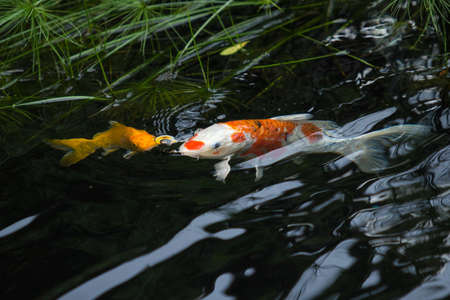 fancy carp fish breathe on surface of the waterの写真素材