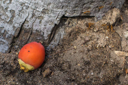 the beautiful fruit of the palm tree