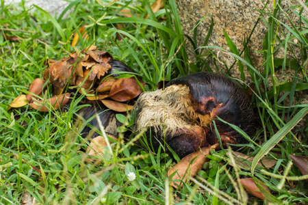 inside of the fruits of sugar palm treeの写真素材