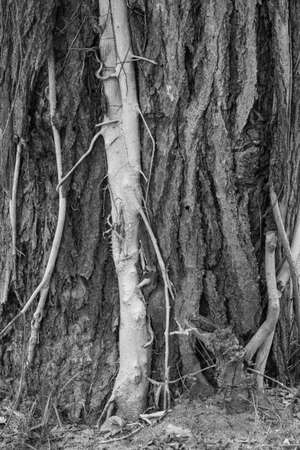 the parasite plant hold on big treeの写真素材