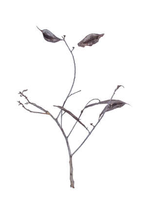 the vintage branch of tree on white backgroundの写真素材