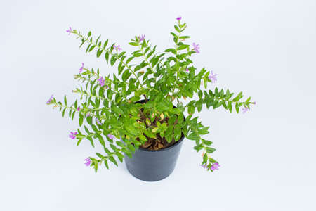 fresh False heather on isolated white backgroundの写真素材