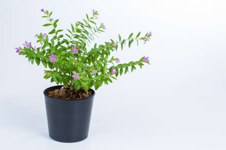 fresh False heather on isolated white backgroundの写真素材