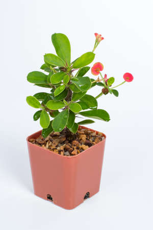 Crown of thorns on isolated  white backgroundの写真素材