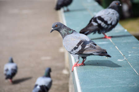 the dove stand on the benh in the parkの写真素材