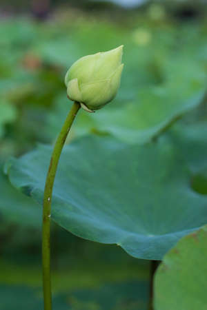 the water lily in the green pondの写真素材