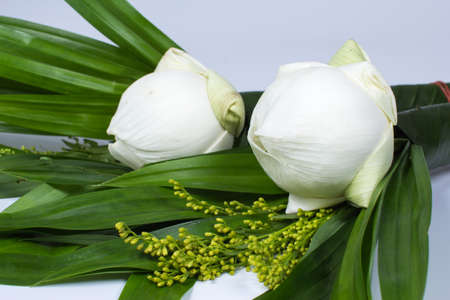 the water lily  for worship isolated white backgroundの写真素材