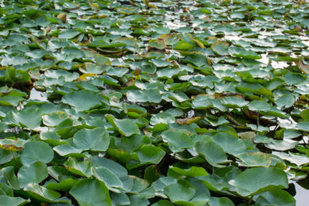 the plantation of water lily leaf in gardenの写真素材