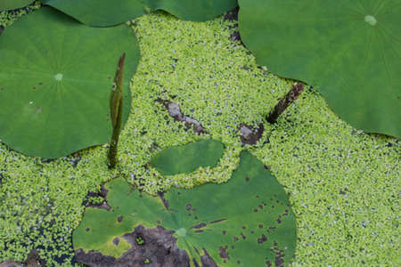weed on water surface of the pondの写真素材
