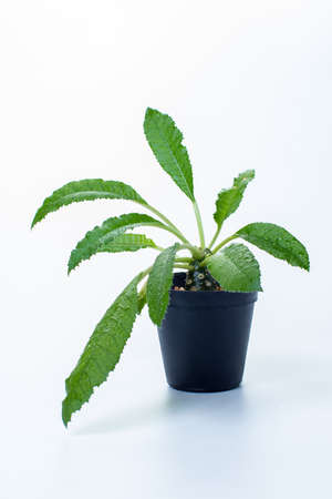 DORSTENIA CRISPA or DORSTENIA FOETIDA on white backgroundの写真素材