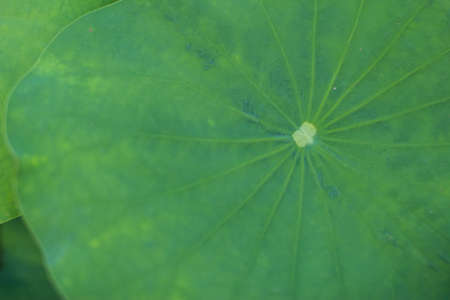 the pattern of lotus leaf in the gardenの写真素材