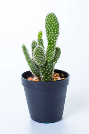 the cactus: opuntia isolated on white backgroundの写真素材