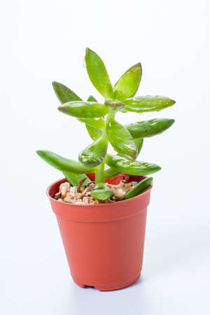 the kalanchoe blossfeldiana in pot isolated white backgroundの写真素材