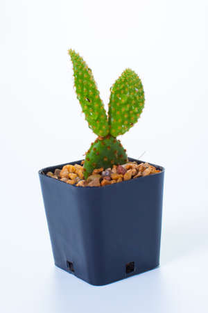 fresh Opuntia cochenillifera isolated on white backgroundの写真素材