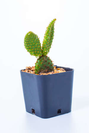 fresh Opuntia cochenillifera isolated on white backgroundの写真素材