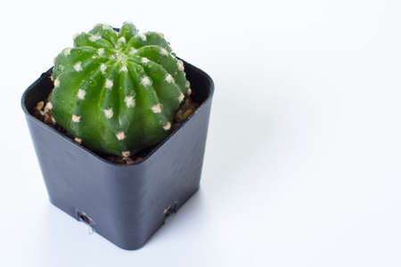 Echinopsis subdenudata in pot isolated white backgroundの写真素材
