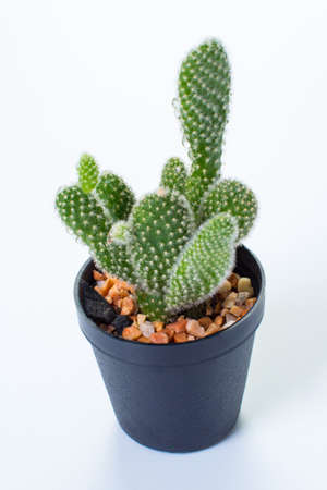 the cactus: opuntia isolated on white backgroundの写真素材