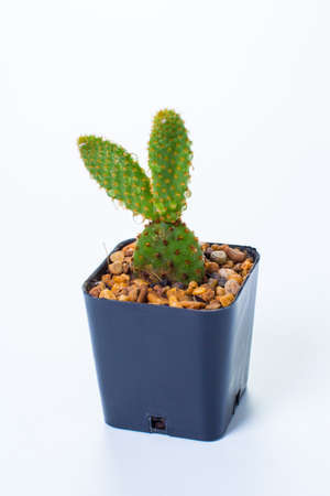 fresh Opuntia cochenillifera isolated on white backgroundの写真素材