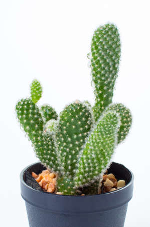 the cactus: opuntia isolated on white backgroundの写真素材