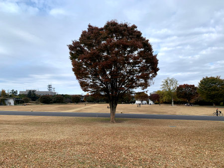 A tree in a quiet parkの写真素材