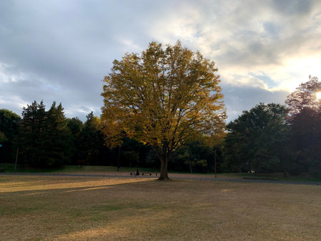 A tree and sunset in a quiet parkの写真素材