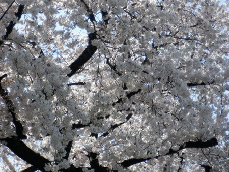 Spring scenery in full bloom with cherry blossomsの写真素材