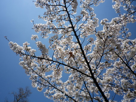Spring landscape with cherry blossom trees in full bloom over blue skyの写真素材