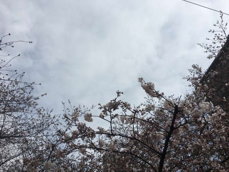Cherry trees in full bloom against a cloudy skyの写真素材