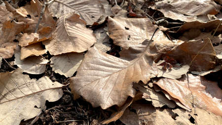 Piled up leavesの写真素材