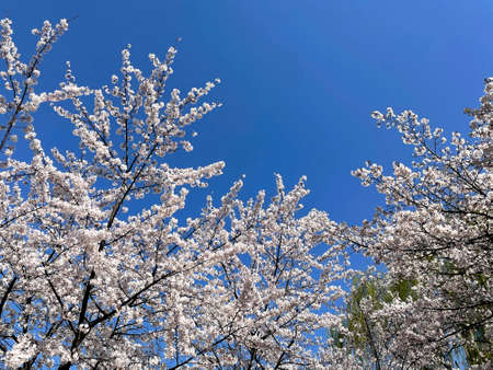 Landscape with blue sky and cherry treesの写真素材