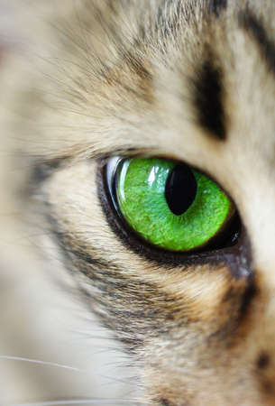 Cat's eye green macroの写真素材