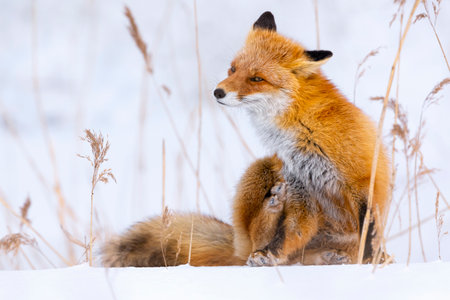 Red fox in winter, Japan. Red Fox in winter landscape. Japanese winter landscape with the animal.