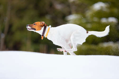 Photography with a white dog on snow. Beautiful white dog in winter landscape with snow. Dog games.の写真素材