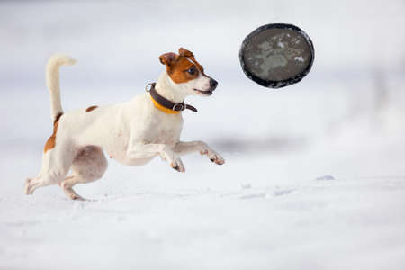 Photography with a white dog on snow. Beautiful white dog in winter landscape with snow. Dog games.の写真素材