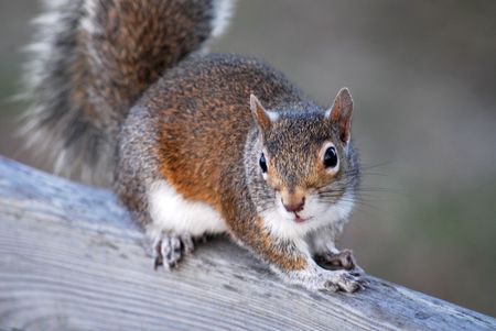 Squirrel