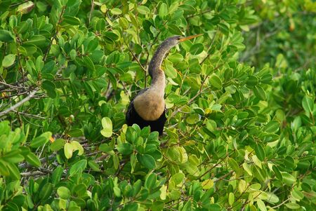 Anhinga