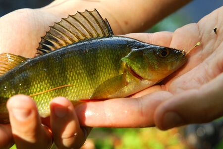 fishingの写真素材