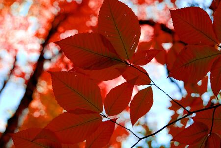 red