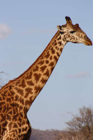 giraffeの写真素材