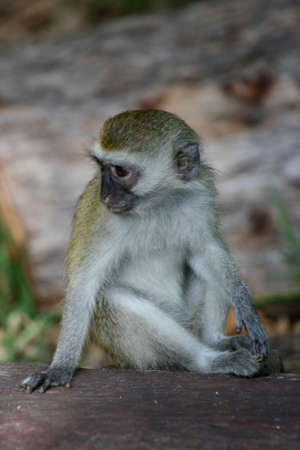 monkey babyの写真素材