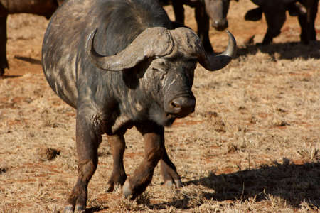 buffaloの写真素材