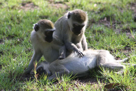 long-tailed monkey