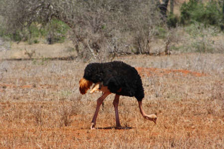 ostrichの写真素材