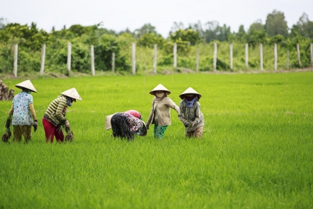Kien Giang, Vietnam - June 08, 2013  Group of Vietnamese farmers working together in the rice field  Vietnam is the second-largest exporter after Thailand  worldwide of rice のeditorial素材
