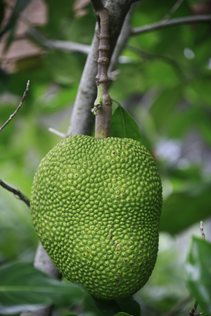 Jack Fruit on a Tree
