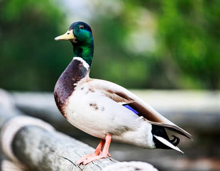Mallard Duckの写真素材